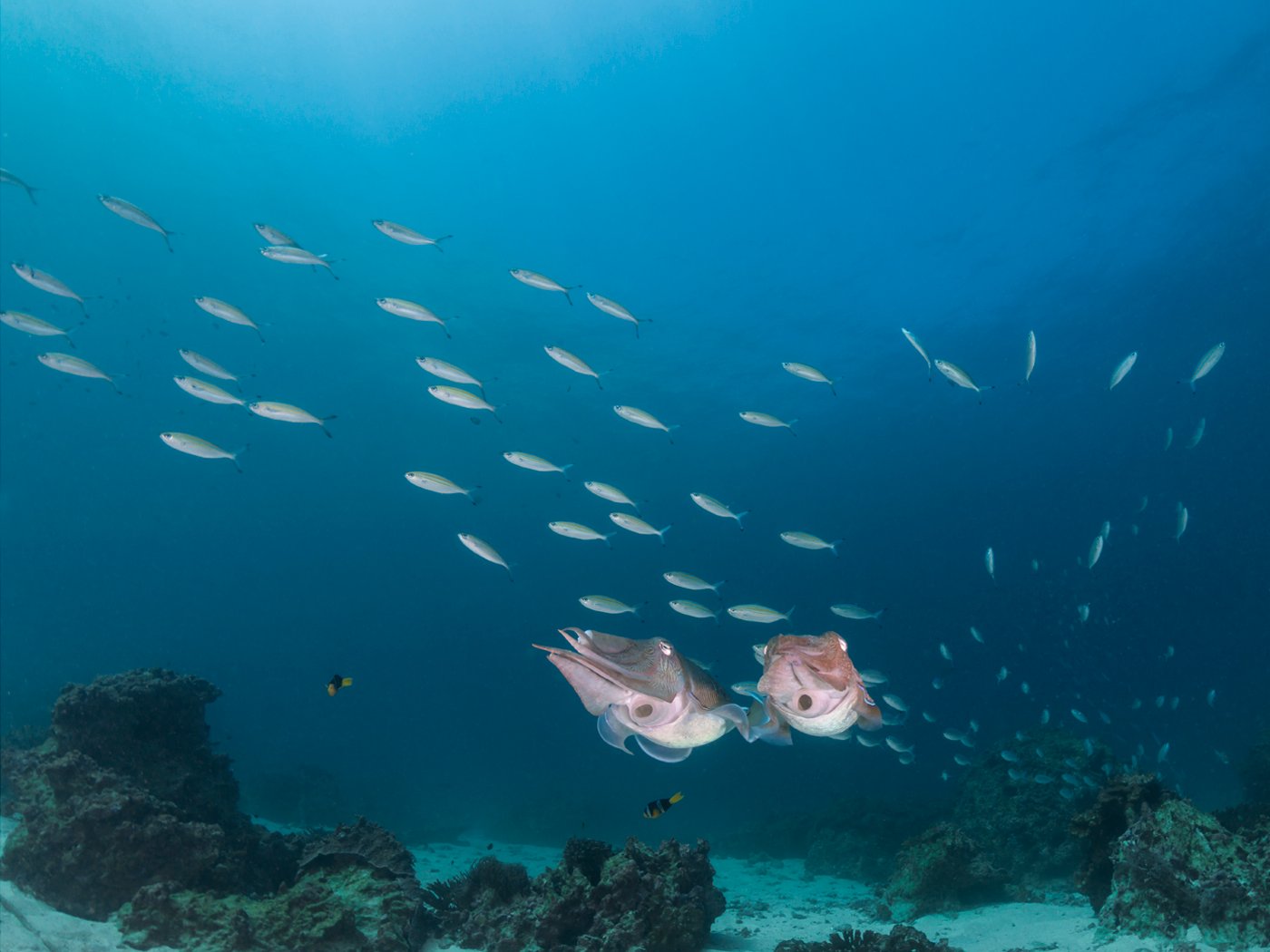 Yasmina Reef dive site